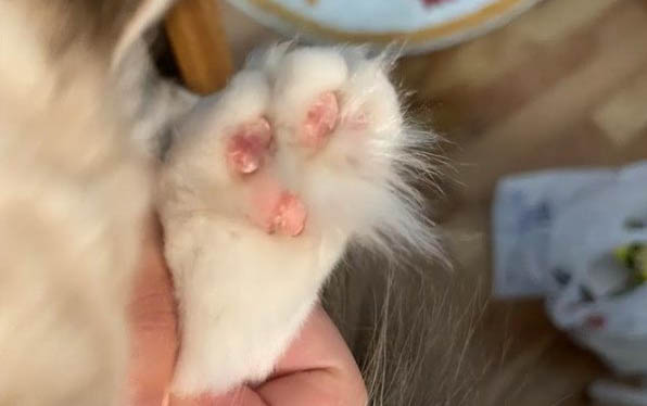 4个月猫罐头多久喂一次