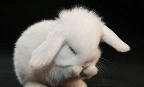 兔子身上秃了一块是什么原因引起的？