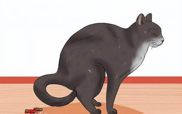 请问猫咪脱肛会自愈吗?