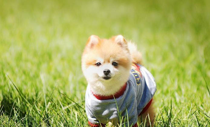 狗狗打疫苗加强针有必要打吗？