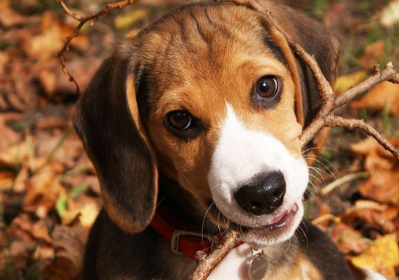 比格犬是哪个国家的品种
