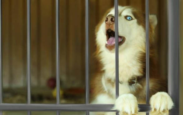 狗狗剃了毛身上很烫