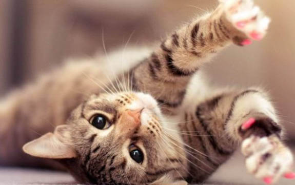 猫咪多久驱一次虫