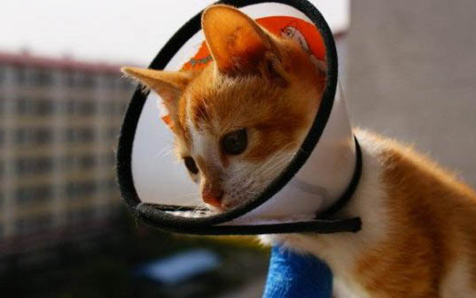 猫咪吐黄水但精神好