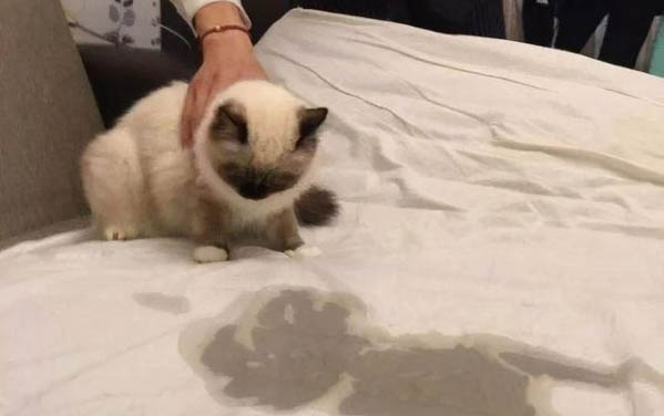 猫猫洗澡多久一次,注意事项有哪些