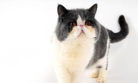 居然有猫搬家应激反应