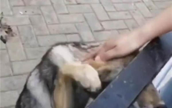 狗狗生病怎么照顾