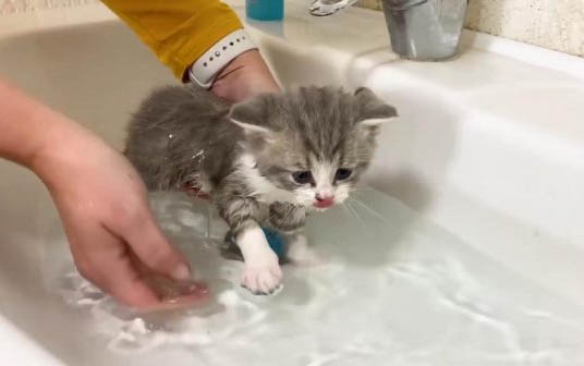 请问猫咪呕吐的原因及处理方法?