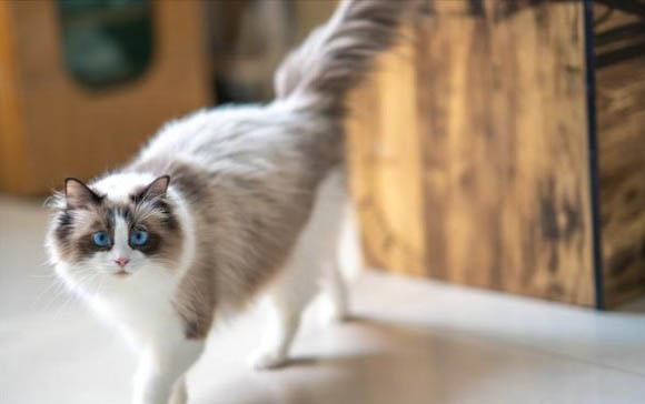 猫内脏摔伤要多久才能好