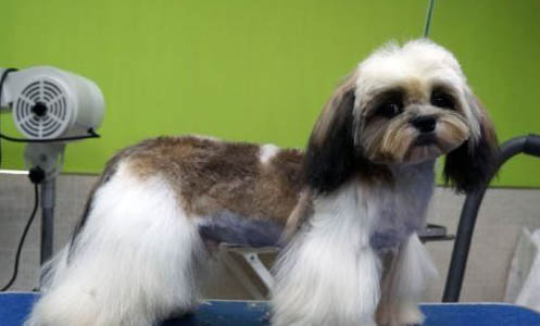 西施犬打理毛发的小技巧