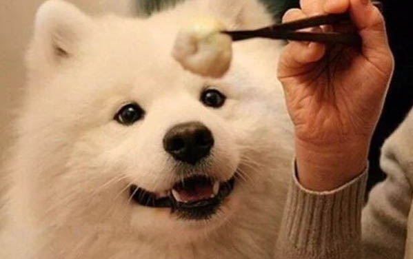 两个月泰迪感冒后不吃不喝水怎么办