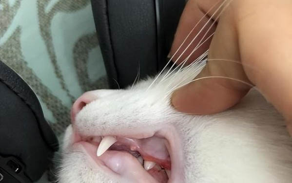 小猫晚上叫不理它可以吗
