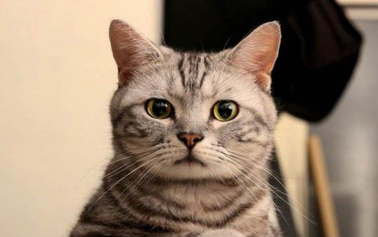 45天的小猫可以送走吗?