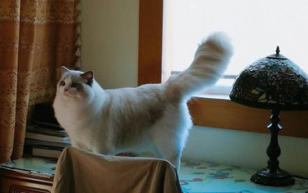 小猫可以吃石榴吗