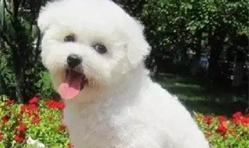 幼犬狗粮哪个牌子好
