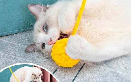 猫咪突然呕吐、拉稀、没精神怎么办