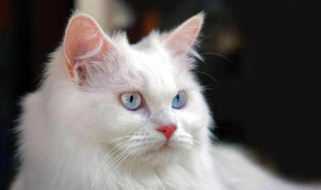 为什么四蹄踏雪猫这么贵？