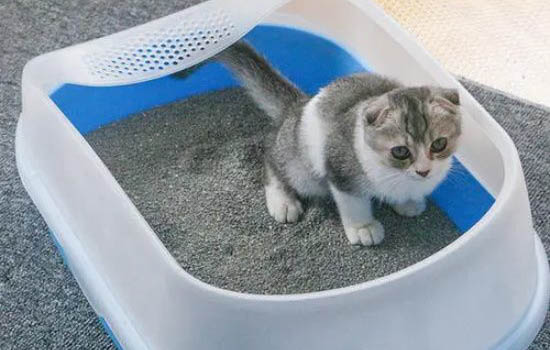 请问猫咪呕吐的原因及处理方法?