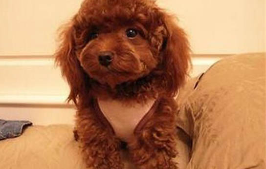 贵宾犬不能吃什么