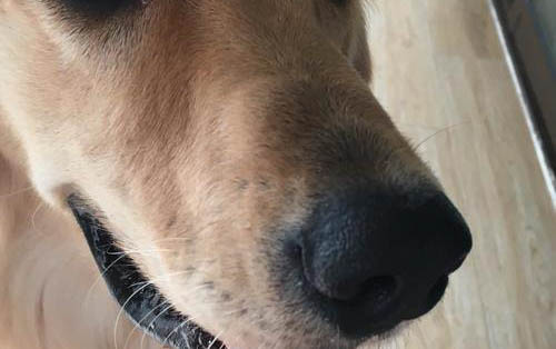 狗狗打狂犬疫苗多少钱