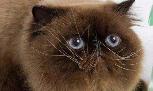 猫咪换粮呕吐该怎么办