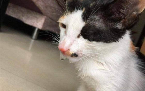 如何防止小猫早晨把人吵醒?