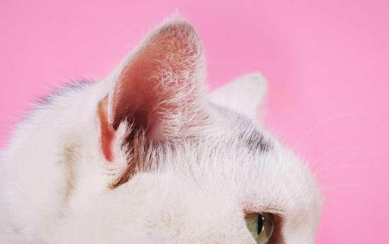 猫会不会感染上新冠状病毒
