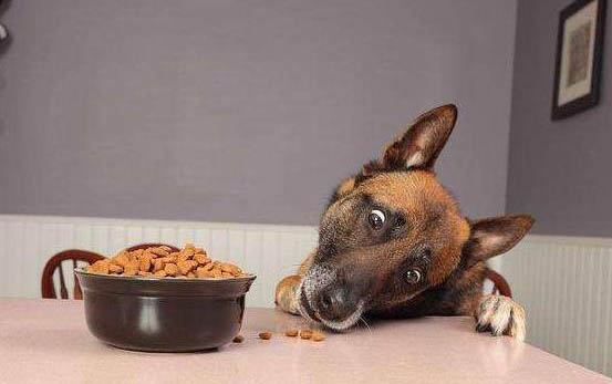 狗狗胃消化不良可以吃健胃消食片吗