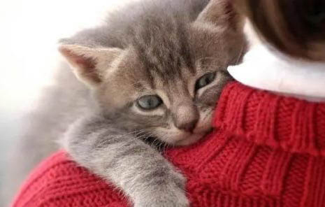 猫咪的肉垫应该怎么护理?