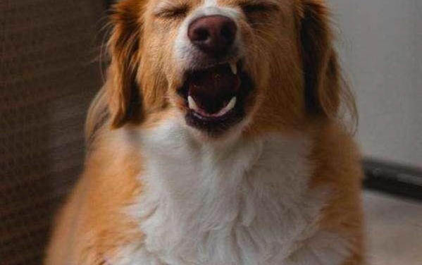 狗狗剃毛后有哪些影响
