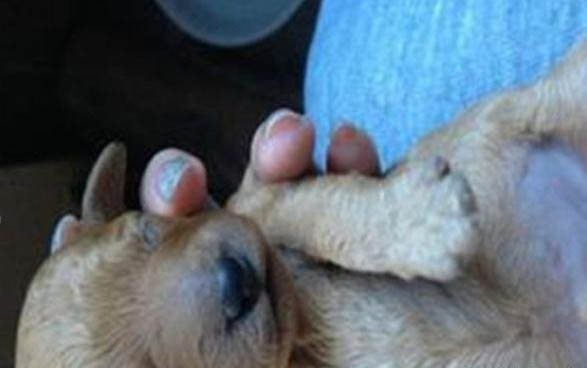 迷你贝吉格里芬凡丁犬的原产地在哪里