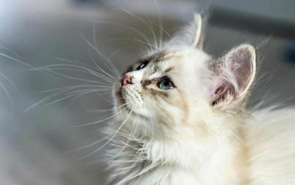 小猫为什么一直流眼泪还有眼屎
