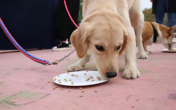 犬瘟热晚期可以活多久