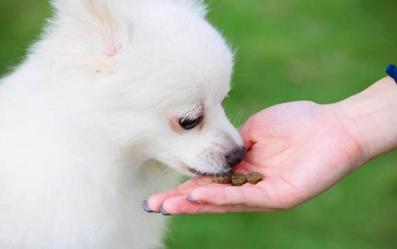 狗狗怀孕多久能看出来?