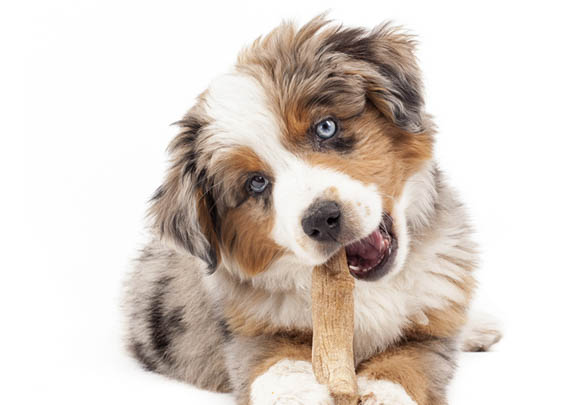 澳大利亚牧羊犬眼屎的原因及处理方法