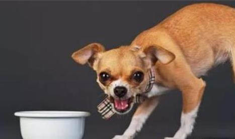 狗狗可以用碘伏消毒吗