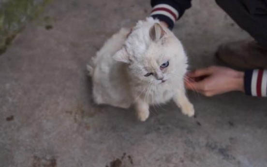 猫咪应该吃什么
