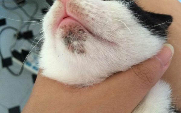 为什么猫咪打喷嚏有鼻屎呢