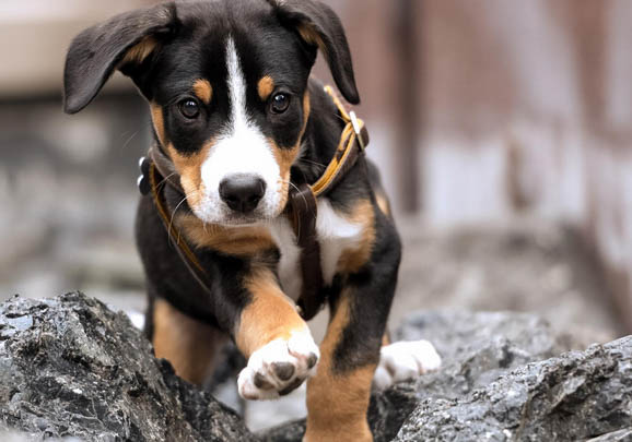 大瑞士山地犬的寿命一般是多久