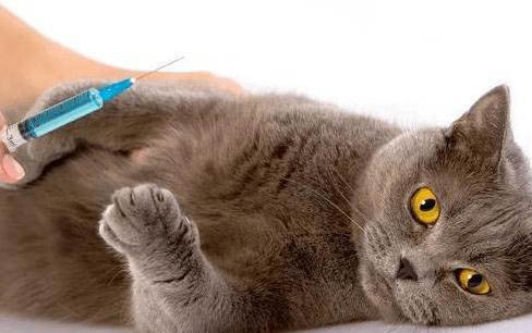 猫咪为什么不闭眼不合嘴?