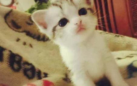请问猫咪呕吐的原因及处理方法?