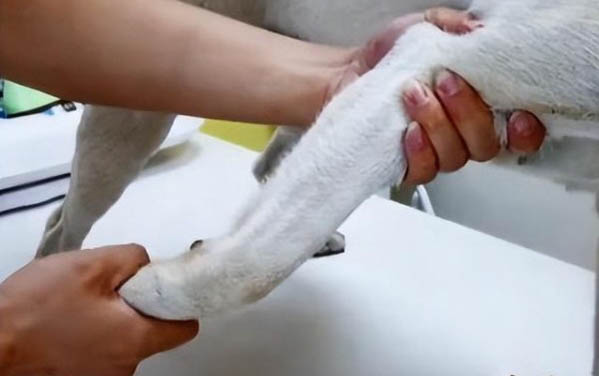 狗狗冠状病毒病因