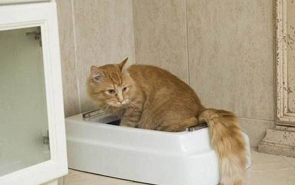 猫咪产仔每一只隔多久