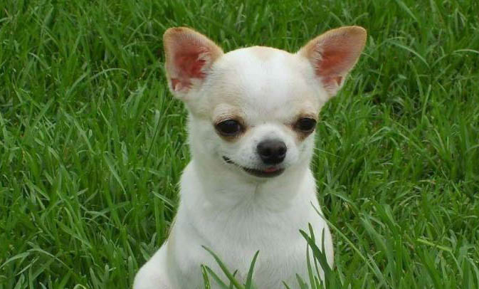 小型犬体重对照表