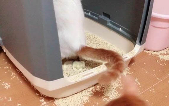 小猫洗澡怎么洗