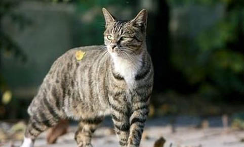 猫咪吃猫草吃多了会怎么样