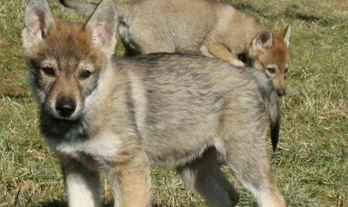 爱尔兰猎狼犬多少钱一只