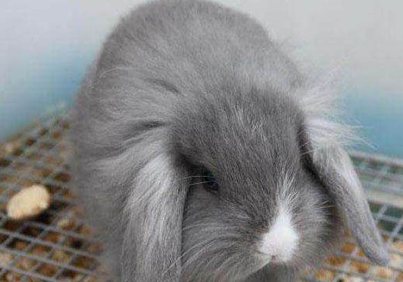 垂耳兔多少钱一只