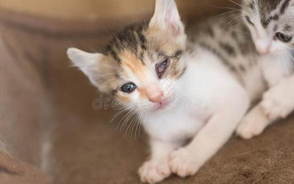 三个月小猫能吃草莓吗
