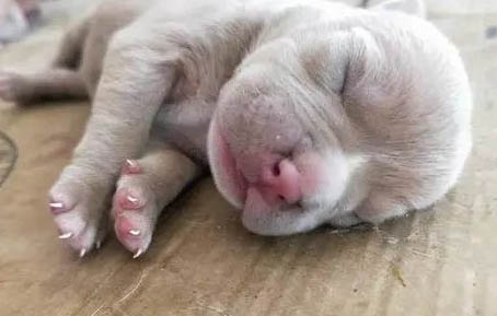 狗狗一天最多可以吃多少蛋黄